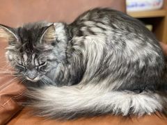 -MOCHA明星猫咖(田子坊店)