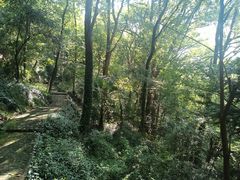 -上海佘山国家森林公园天马山园