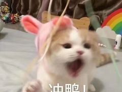 -翊宠yipet猫狗购宠庄园犬舍•猫舍