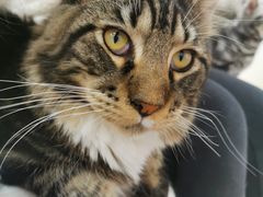 -COLOR PETS 撸猫馆·购猫·猫咖(长风大悦城店)