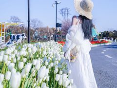 -荷兰花海