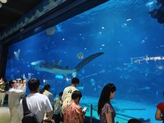 -烟台海昌鲸鲨海洋公园