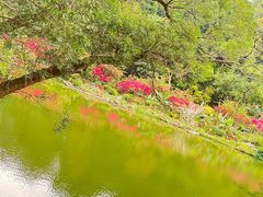 -深圳仙湖植物园