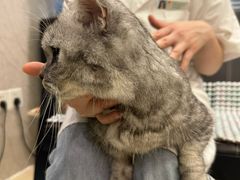 -福懋动物医院·犬猫全科·外科·重症科(杏林分院)