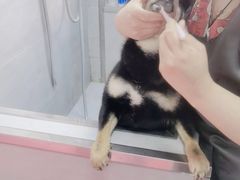 -宠福鑫康馨动物医院·骨科·眼科