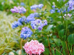 -东怡大酒店(上海科技馆店)