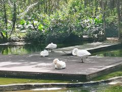 -海南热带野生动植物园