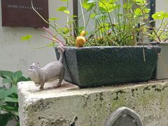 -风车面包