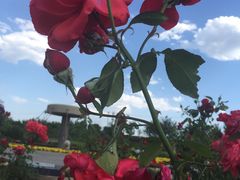 -永定河休闲森林公园