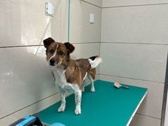 -北京观赏动物医院·24小时大型综合·猫专科·异宠专科