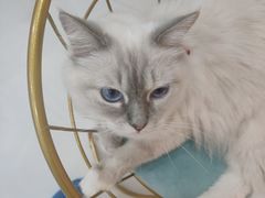 -糯米喵星人·撸猫猫舍咖啡馆(西市场嘉华店)