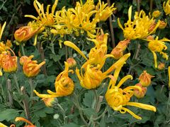 -光兴海鲜排档·小炒(莱利园店)