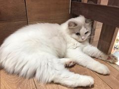 -瞄一喵猫咖(格力海岸店)