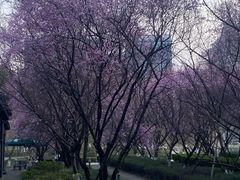 -桐乡植物园