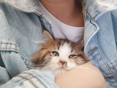-楼上猫咖(罗湖店)
