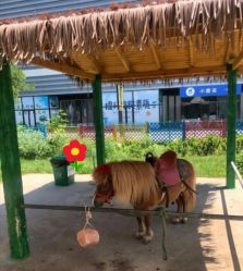 -萌宠亲子动物乐园(槐房万达店)