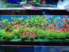 -双季花艺园艺市场(浦东店)
