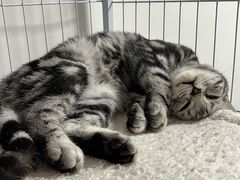 -lincat·猫舍(广州店)