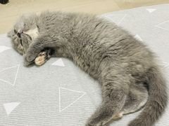 -猫十亿·布偶金渐层·曼基康矮脚猫舍(青年路店)
