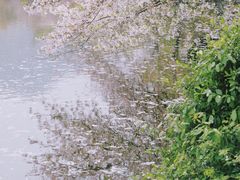 -西湖外事游船(花港观鱼码头)