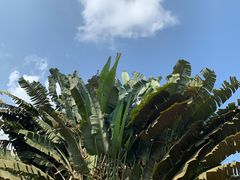 -海南热带野生动植物园