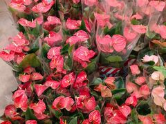 -双季花艺园艺市场(浦东店)