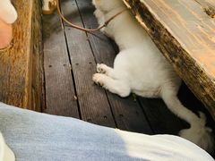 -VESH COFFEE(定西路店)