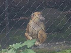 -海南热带野生动植物园