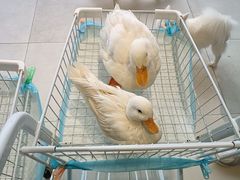 -怪兽屋·羊驼·猫咖·狗咖(俊华广场店)