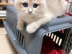 -瑞鹏宠物医院·骨科·猫科·内科(第一中心)
