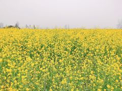 -洪大厨鸡煲(福田店)