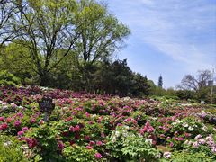 -洛阳市隋唐城遗址植物园