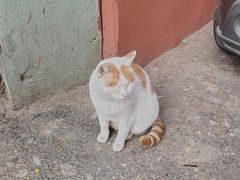 -西塔