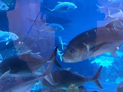 -迪拜水族馆及水下动物园