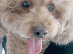 -瑞派福兴宠物医院犬猫全科·骨科·中西医结合(河东店)