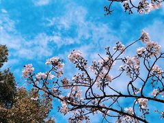 -新虹桥中心花园