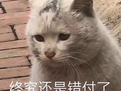 -冯记香辣兔火锅(茶店子总店)