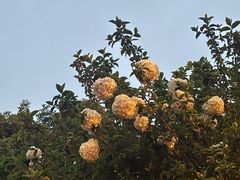 -天鹅湖体育公园