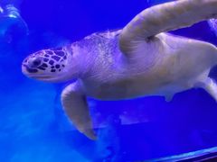 -海合安武汉极地海洋公园