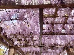 -上海鲜花港