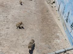 -西霞口神雕山野生动物世界