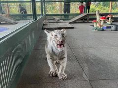 -秦皇岛野生动物园