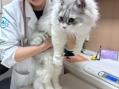 -谐和益家动物医院·免疫绝育·血液透析·宠保定点医院(高新伊藤分院)