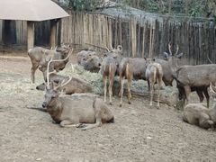 -清迈夜间动物园