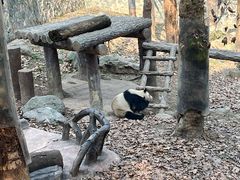 -都江堰中华大熊猫苑