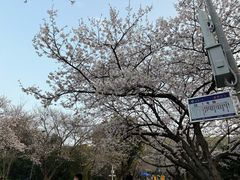 -武汉大学-樱园