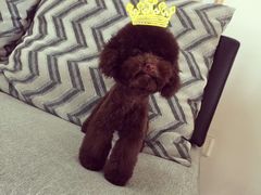-爱宠屋pet shop·宠物洗澡·宠物美容