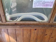-上海大自然野生昆虫馆