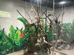 -上海大自然野生昆虫馆(东方明珠·爬宠昆虫探索中心)