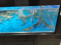 -盒马鲜生(岭南新世界店)